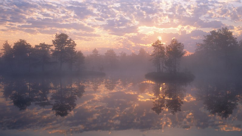 Knuthöjdsmossen自然保护区, 海勒福什市, 瑞典 (© Sven Halling/DEEPOL/plainpicture)via Bing每日壁纸