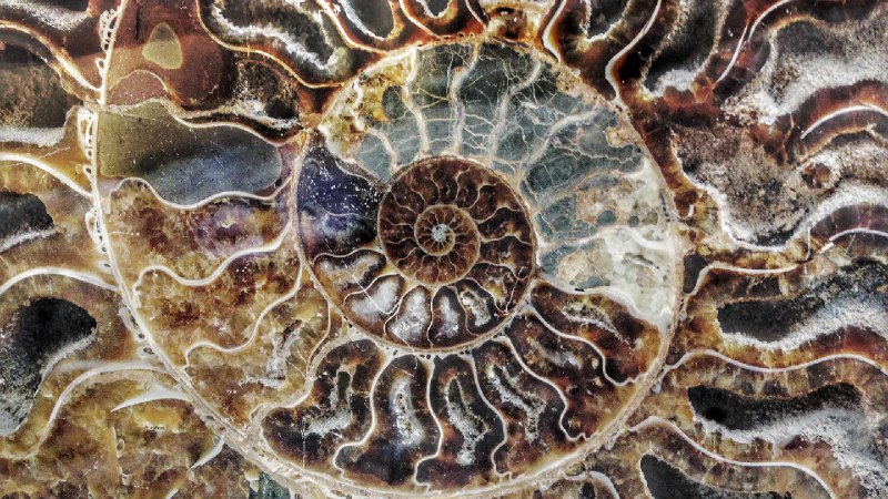 马达加斯加菊石化石 (© ThomasLENNE/Shutterstock)via Bing每日壁纸
