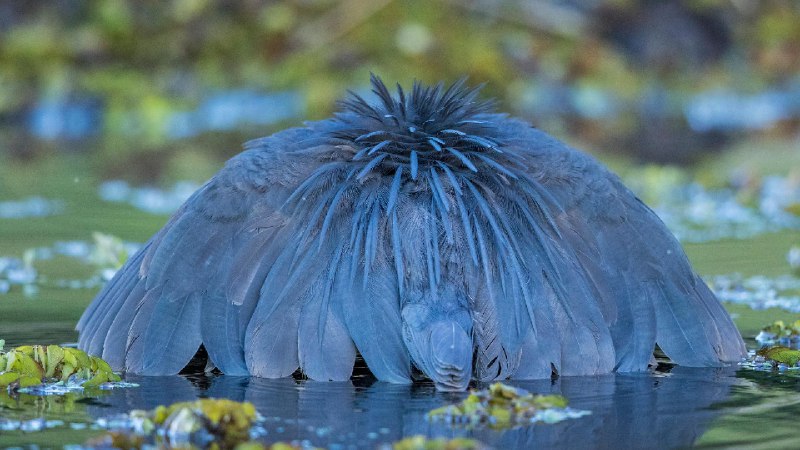 黑鹭捕鱼，乔贝国家公园，博茨瓦纳 (© Paul Souders/Minden PIctures)source