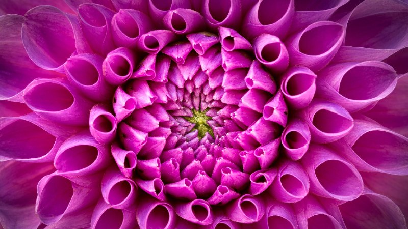 粉红色大丽花 (© Harald Biebel/Getty Images)via Bing每日壁纸
