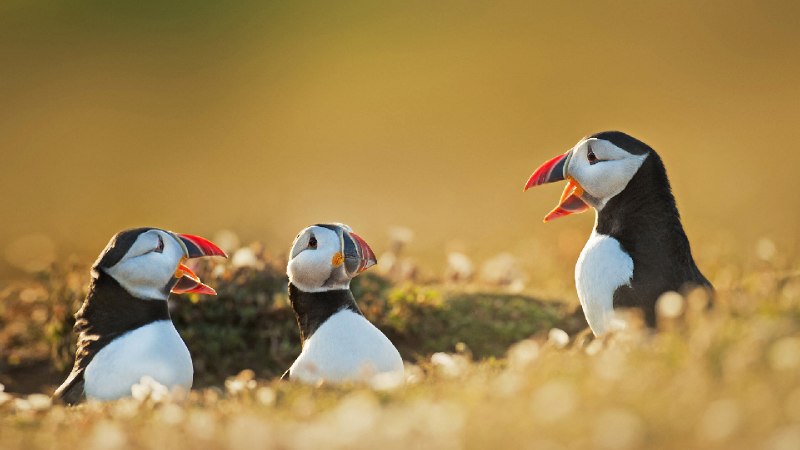 北极海鹦, 威尔士 (© FLPA/Alamy)via Bing每日壁纸