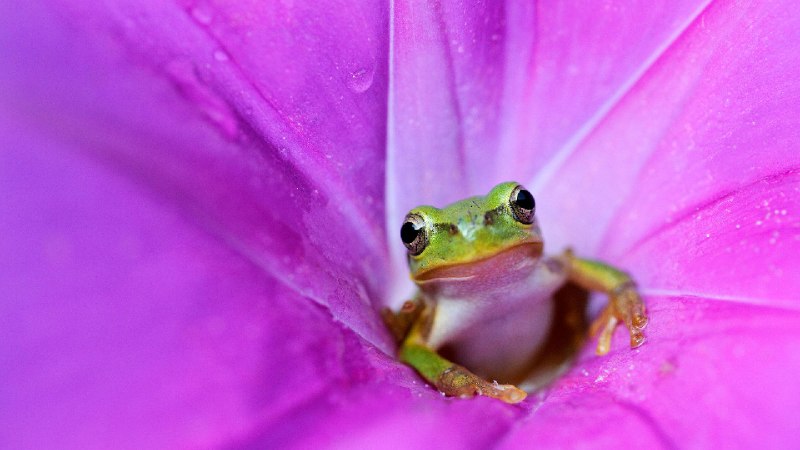 粉色牵牛花里的日本树蛙 (© Tetsuya Tanooka/Getty Images)via Bing每日壁纸