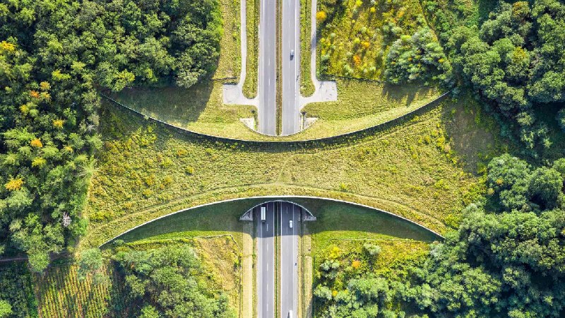 扎克舒夫附近的野生动物通道，波兰 (© bbsferrari/Getty Images)via Bing每日壁纸