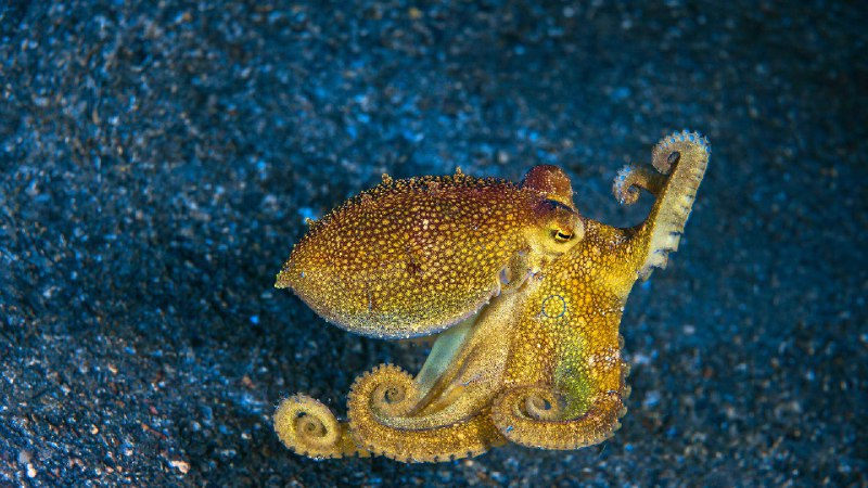 莫托提两鳍蛸，蓝碧海峡，印度尼西亚 (© Howard Chew/Alamy Stock Photo)source