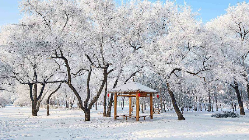 美丽的雾凇景色，大庆市，黑龙江省，中国 (© Dashu Xinganling/shutterstock)via Bing每日壁纸