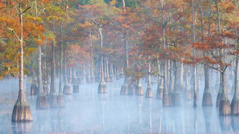 乔治·史密斯州立公园的柏树，佐治亚州，美国 (© Chris Moore/TANDEM Stills + Motion)source