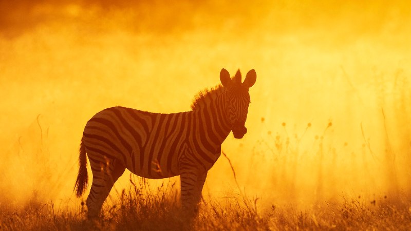 平原斑马幼崽，埃托沙国家公园，纳米比亚 (© Sharon Heald/Nature Picture Library)via Bing每日壁纸