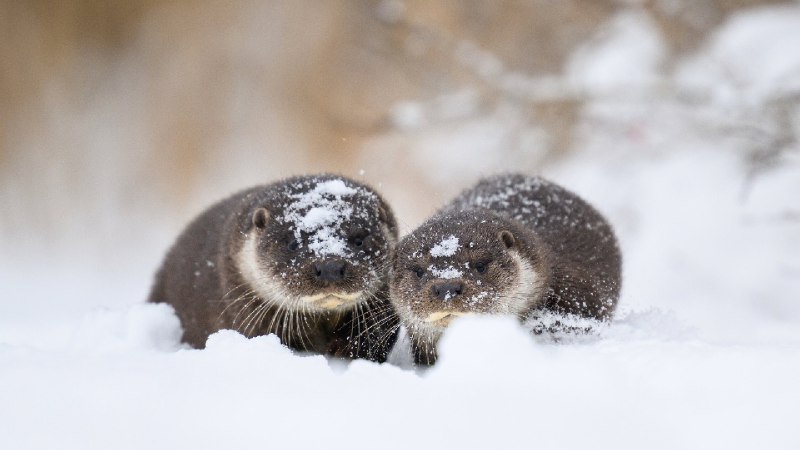 欧亚水獭和幼崽, 爱沙尼亚 (© Sven Zacek/naturepl.com)via Bing每日壁纸