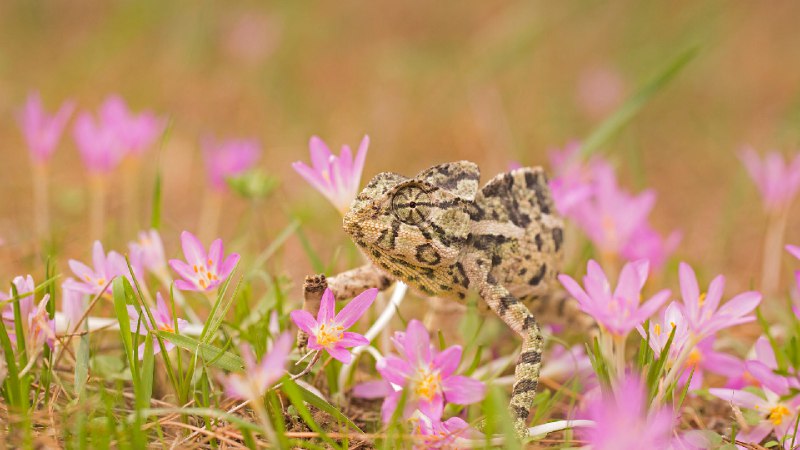 普通变色龙 (© Photostock-Israel/SPL/Getty Images)source