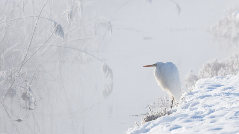 大白鹭，上巴伐利亚州，德国 (© Konrad Wothe/naturepl.com)via Bing每日壁纸