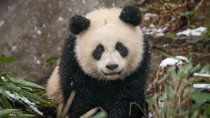 雪地里的大熊猫宝宝，中国 (© Cheryl Schneider/Alamy Stock Photo)source
