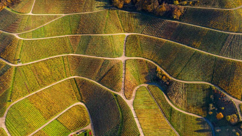 秋季葡萄园的鸟瞰图，瓦恩哈尔特，黑森林，德国 (© Sabine Gerold/Amazing Aerial Agency)source