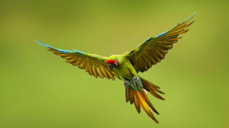 大绿金刚鹦鹉, 墨西哥 (© Ondrej Prosicky/Shutterstock)source