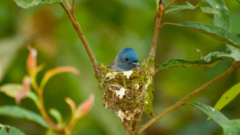正在筑巢的雌性黑枕王鹟 (© komkrit tonusin/Alamy)source