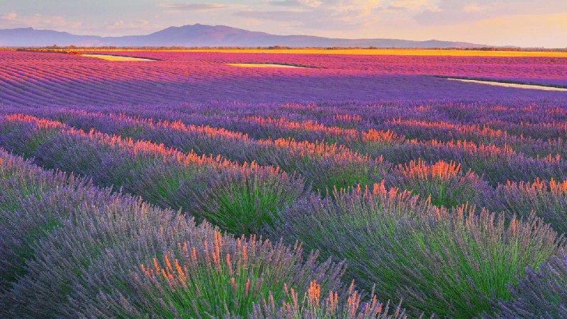 瓦朗索勒高原的薰衣草田，法国 (© zpagistock/Getty Images)via Bing每日壁纸