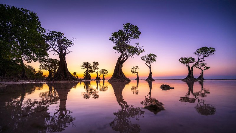 黄昏时的红树林，瓦拉基里海滩，松巴岛，印度尼西亚 (© Boonchet Ch./Getty Images)via Bing每日壁纸