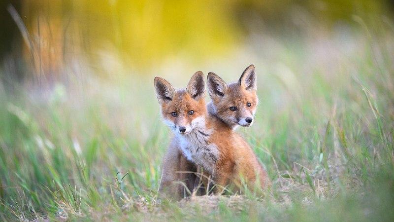 卡鲁拉国家公园的两只幼年赤狐, 爱沙尼亚 (© Sven Zacek/Nature Picture Library)via Bing每日壁纸