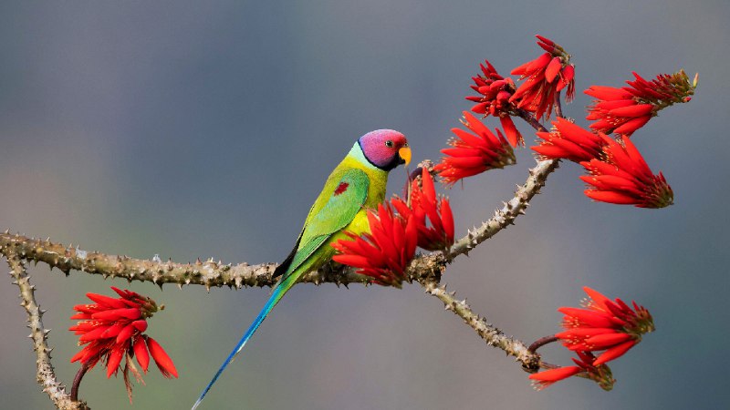 希莫加的紫红头鹦鹉，卡纳塔克邦，印度 (© Hira Punjabi/Alamy Stock Photo)source