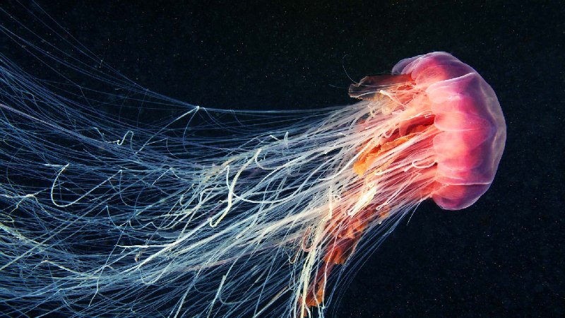 在海洋中游动的狮鬃水母 (© Alexander Semenov Images/Shutterstock)via Bing每日壁纸
