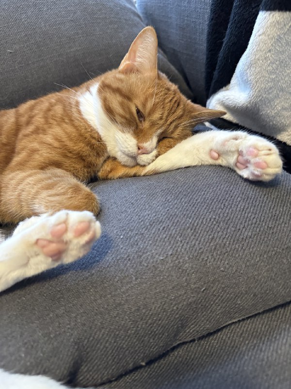 ----------------------三只猫三种肉球source----------------------三只猫三种肉球source