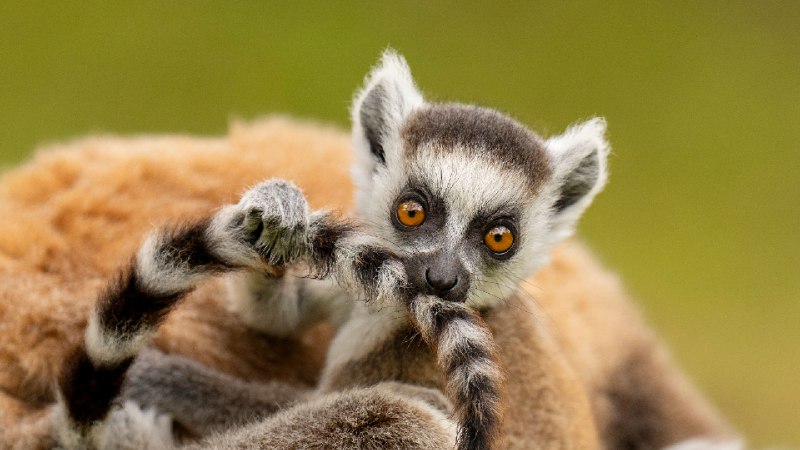 环尾狐猴幼崽在玩自己的尾巴‌, 马达加斯加 (© Andy Rouse/Nature Picture Library)via Bing每日壁纸