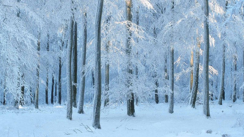 比利时的欧洲山毛榉森林 (© Philippe Moes/Minden Pictures)source