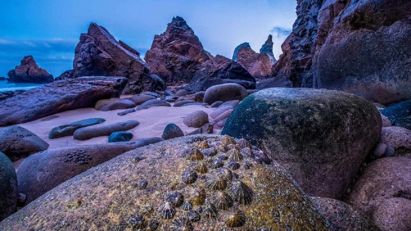 退潮时裸露在乌尔萨海滩海岸上的帽贝, 葡萄牙 (© Theo Bosboom/Nature Picture Library)via Bing每日壁纸