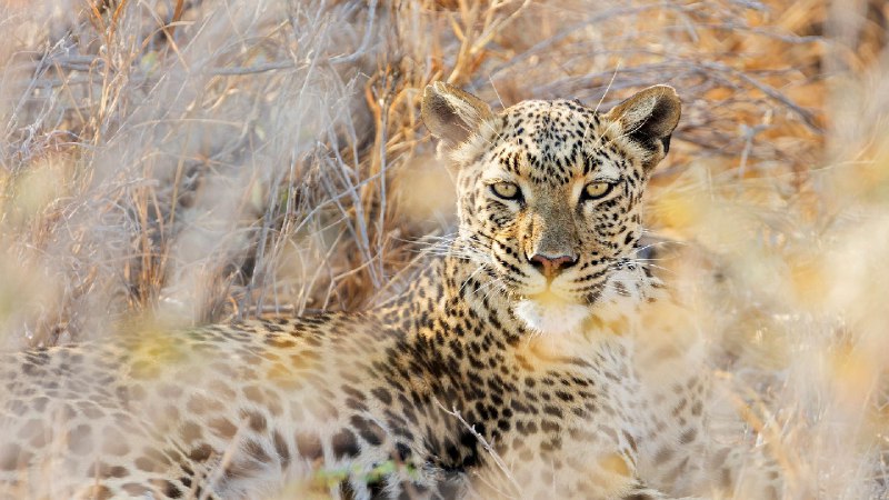 埃托沙国家公园的豹子，纳米比亚 (© Norbert Achtelik/Cavan Images)via Bing每日壁纸
