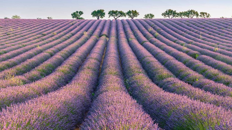 瓦朗索勒高原的薰衣草行，普罗旺斯，法国 (© Robert Harding/Shutterstock)via Bing每日壁纸