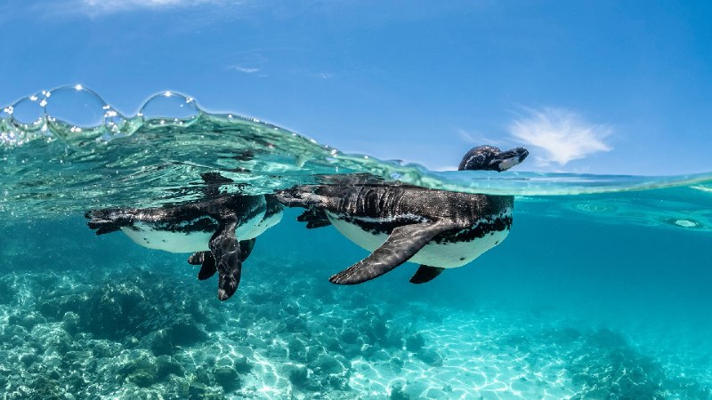 加拉帕戈斯企鹅游泳, 加拉帕戈斯群岛, 厄瓜多尔 (© Henley Spiers/Nature Picture Library)via Bing每日壁纸
