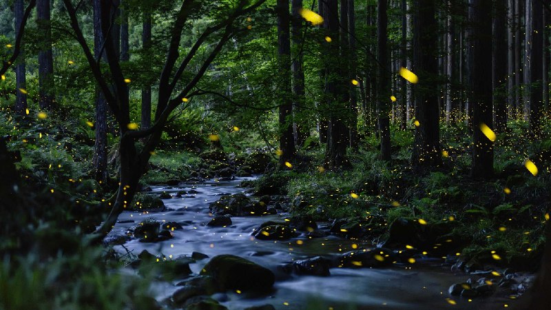 小溪上方的萤火虫，冈山县，日本 (© tdub303/Getty Images)via Bing每日壁纸