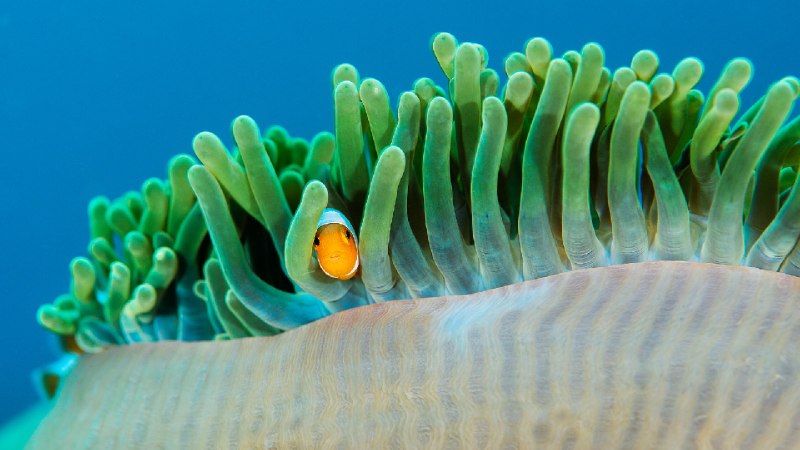 海葵中的普通小丑鱼, 拉贾安帕特群岛, 印度尼西亚 (© Magnus Lundgren/Nature Picture Library)via Bing每日壁纸