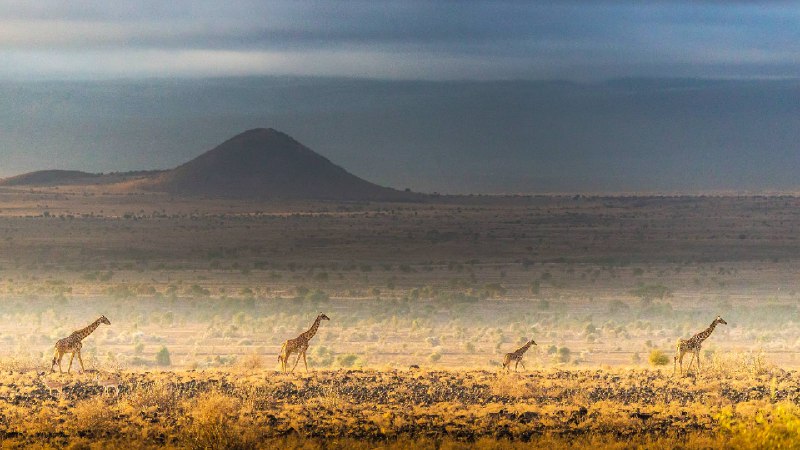 马赛长颈鹿，安波塞利国家公园，肯尼亚 (© Art Wolfe/DanitaDelimont.com)source
