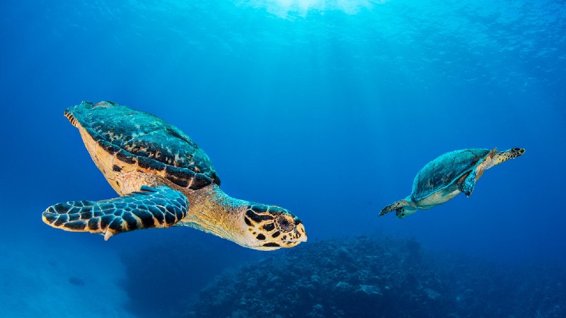 七英里海滩附近的玳瑁海龟伴侣，大开曼岛，开曼群岛 (© Alex Mustard/Nature Picture Library)via Bing每日壁纸