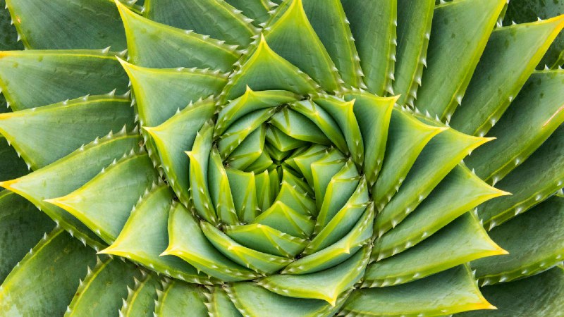 多叶芦荟，袋鼠岛，澳大利亚 (© Michael Melford/Alamy)source